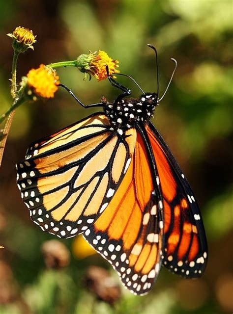 Butterfly Identification Guide: 26 Types of Butterflies (With Photos ...