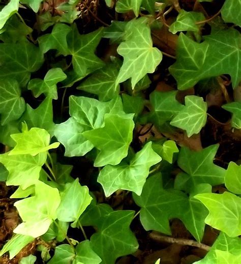 Awesome close up and good leaf shapes Hedera, Strewing, Love Charms, Leaf Shapes, Garden ...