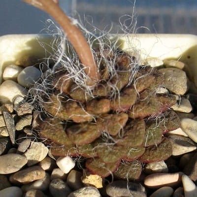 25 Anacampseros Beauties You Need in Your Succulent Collection ...