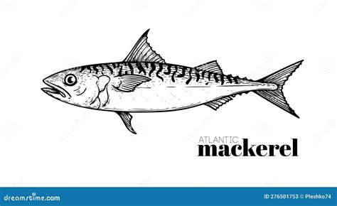 Hand Drawn Sketch Style Atlantic Mackerel Fish Restaurant Menu Element