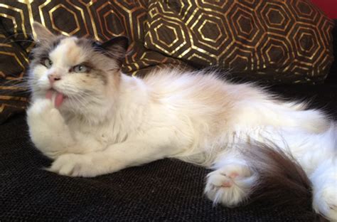 Pussy Cats Orangeblog