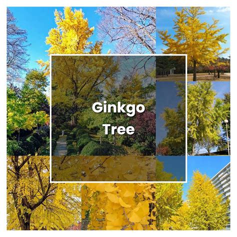 How To Grow Ginkgo Tree Plant Care And Tips Norwichgardener