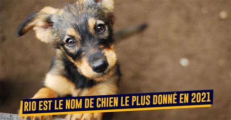 Top 10 des noms de chiens les plus donnés en 2021 en France