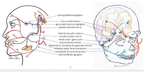 Facial Nerve Anatomy Netter