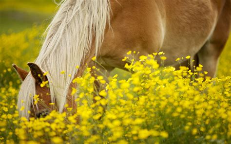 Pony In Flower Field Wallpaper 1920x1200 14006