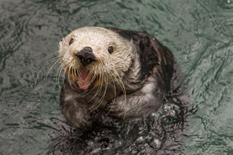 Sea Otter Behavior, Explained — The Daily Otter