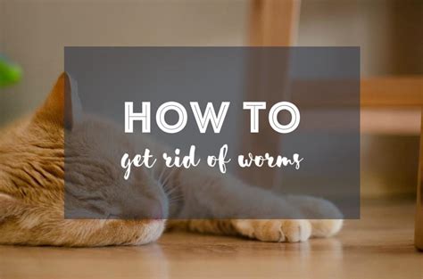 How to Get Rid of Worms in Cats - The Fluffy Kitty