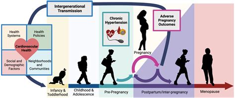 Chronic Hypertension In Pregnancy A Lens Into Cardiovascular Disease