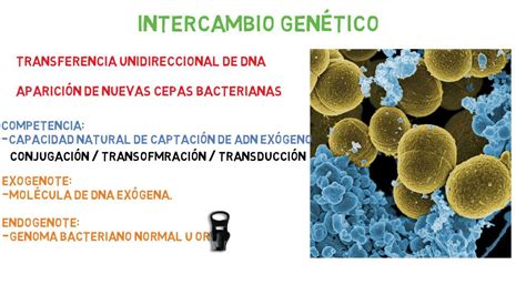 Microbiología Intercambio genético bacteriano Parte 1 YouTube