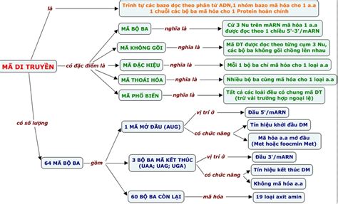 Lý Thuyết Sinh 12 Bài 1 Tìm Hiểu Sâu Về Gen Mã Di Truyền Và Nhân Đôi ADN