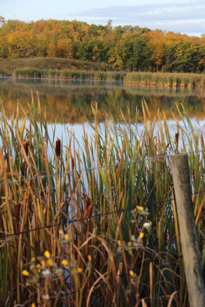 Lake With Cattails In Autumn Free Stock Photo Public Domain Pictures