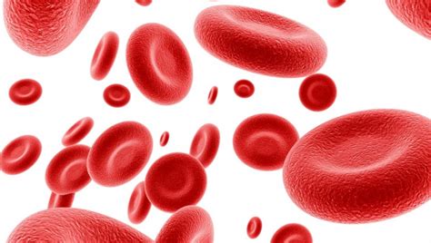 Article Les Globules Rouges Erythrocyte Ou H Matie Annuaire Des