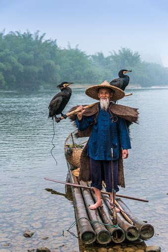 Portrait Chinese Traditional Fisherman With Cormorants Fishing On A ...