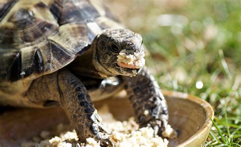 Quelle Alimentation Pour Une Tortue Terrestre Que Mange Une Tortue