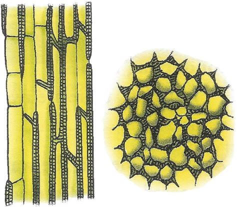 Collenchyma Tissue Diagram