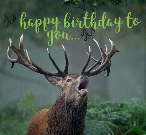 Happy Birthday To You Elk Singing Happy Birthday Animals Funny