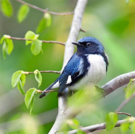 20 Stunning Warblers To Look For In Spring Birds And Blooms