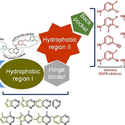 Chemical Structure For The FDA Approved EGFR And Dual EGFR HER2 Kinase