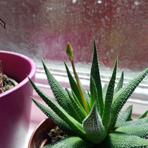 Haworthiopsis Attenuata Var Radula Syn Haworthia Attenuata Var