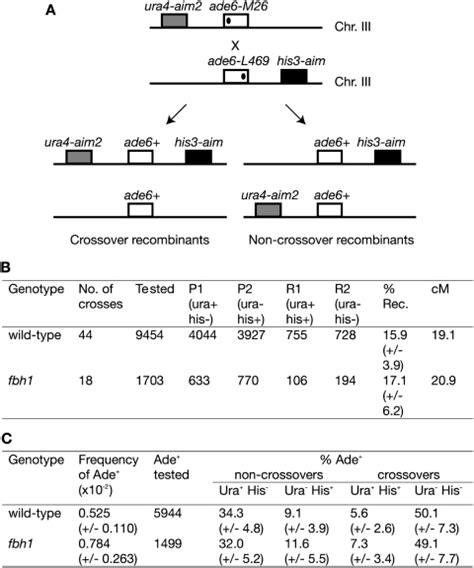 Meiotic Recombinant Formation In A Fbh1Δ Mutant A Schematic Showing