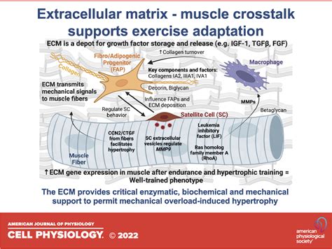 Hypertrophy Muscle Microscope