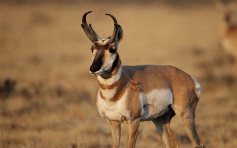 Pronghorn Antilocapra Americana About Animals