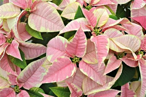 Top 5 Poinsettia Plant Varieties Fairview Garden Center