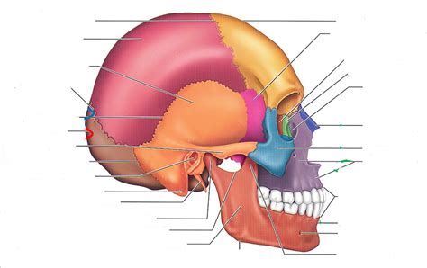 Human Skull Lateral View Diagram Quizlet