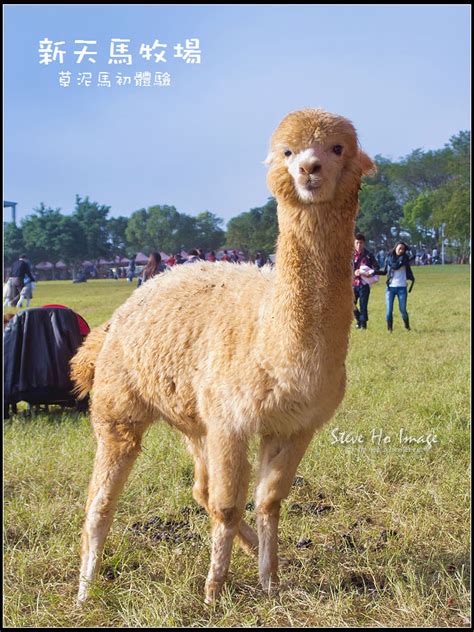 【台中】新天馬牧場台灣省農會休閒綜合牧場 草泥馬初體驗 皮皮君の旅遊。攝影 痞客邦