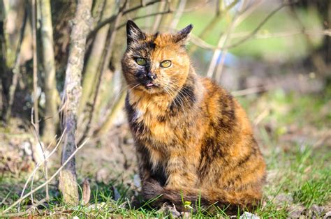 Tortoiseshell Cat Info Pictures Care And Facts Catster