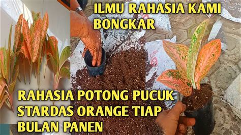 RAHASIA PERBANYAK POTONG PUSUK AGLONEMA KOLEKSIAN 1 BULAN AOUTO PANEN