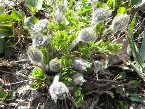 Prairie Pastimes South Dakota State Flower