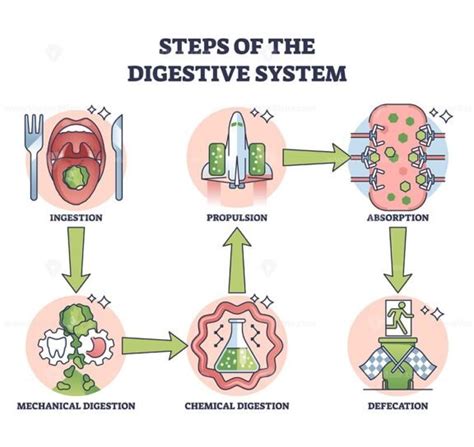 Steps Of Digestive System With Gastric Food Processing Outline Diagram Vectormine