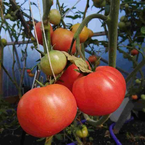 Berner Rose Tomato Seeds Chilli Blossom Farm