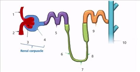 Patho Renal I Flashcards Quizlet