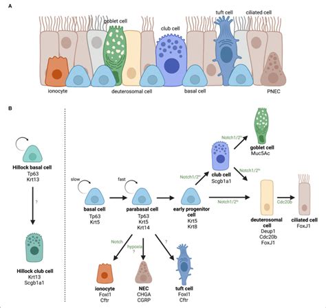 Overview Of The Identified Cell Types In The Airway Epithelium And Download Scientific