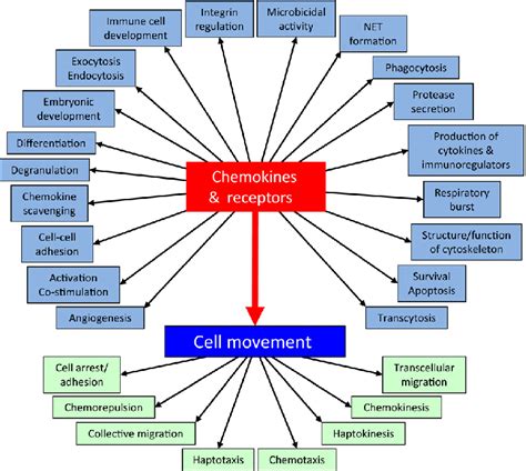 Functions regulated by chemokines and chemokine receptors. In blue, the ...