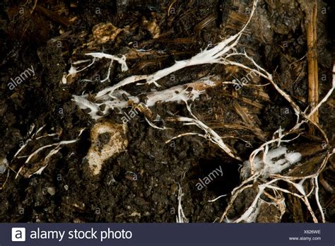 Mycorrhizal Mushroom High Resolution Stock Photography And Images Alamy