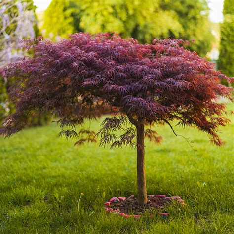 Cómo cultivar el arce japonés Foto 9