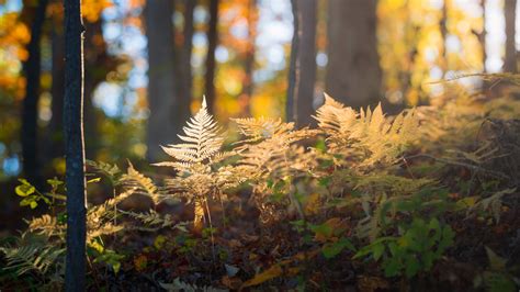 Download Wallpaper 2048x1152 Fern Grass Light Forest Nature