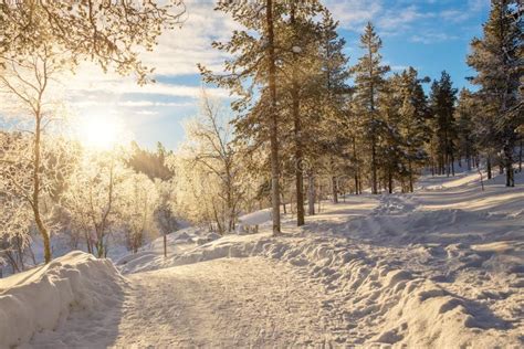 Paisagem Florestal De Neve Ao Pôr Do Sol árvores Congeladas No Inverno