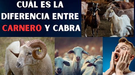 Por qué es importante distinguir entre carneros y cabras YouTube