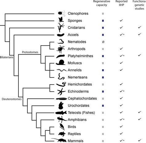 Distribution Of Regenerative Capacities In Metazoans A Simplified