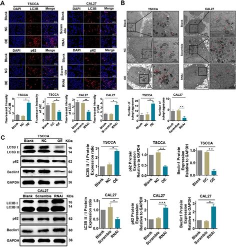 Overexpression Of Per2 Promotes Autophagy In Oscc Cells And Knockdown