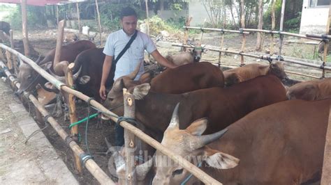 Jelang Idul Adha Pedagang Hewan Kurban Mulai Bermunculan Foto