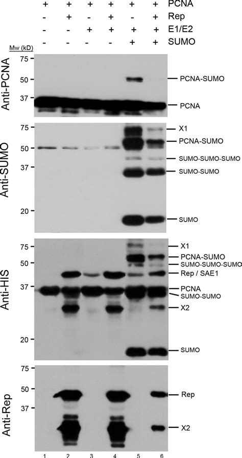 Sumoylation Of Tomato PCNA In A Reconstituted SUMO Conjugation System