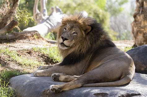 Lion San Diego Zoo Mammal - Free photo on Pixabay