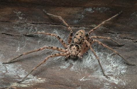 All 21 Types Of Spiders Identification Guide With Pictures Facts