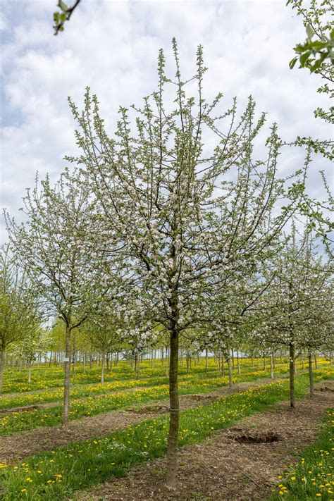 Apfel Holsteiner Cox Kaufen Floranza Floranza De Ihr Online