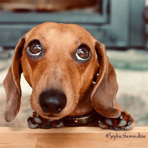 Cute Dachshundscute Dogscuteness Overloadcute Sausage Dogcute Pets